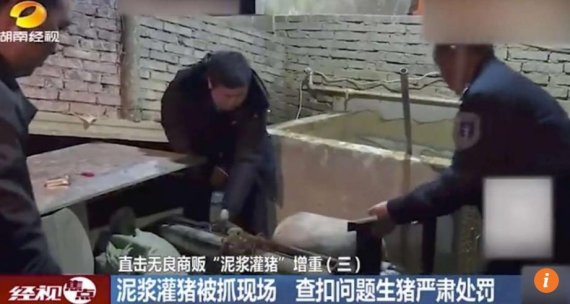 '비싸게 팔려고' 살아있는 돼지에 진흙 먹여...무게 20kg 뻥튀기