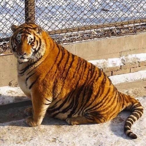'이렇게 뚱뚱한 호랑이 보셨어요?'... 살찐 호랑이 인기
